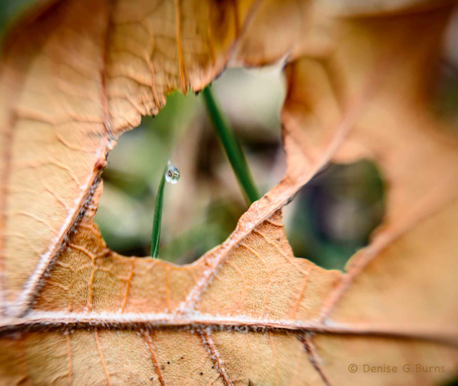 Lensbaby Unplugged Member of the Week | Denise Burns