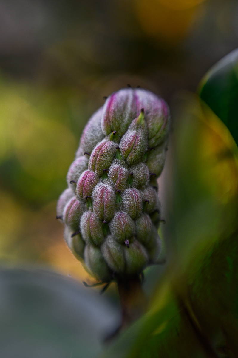 Fall  Leaves Photography