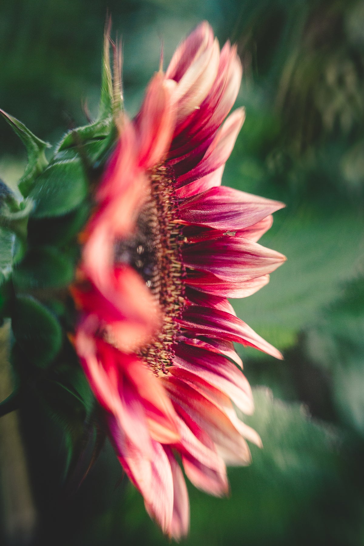 Macro of bee in flower