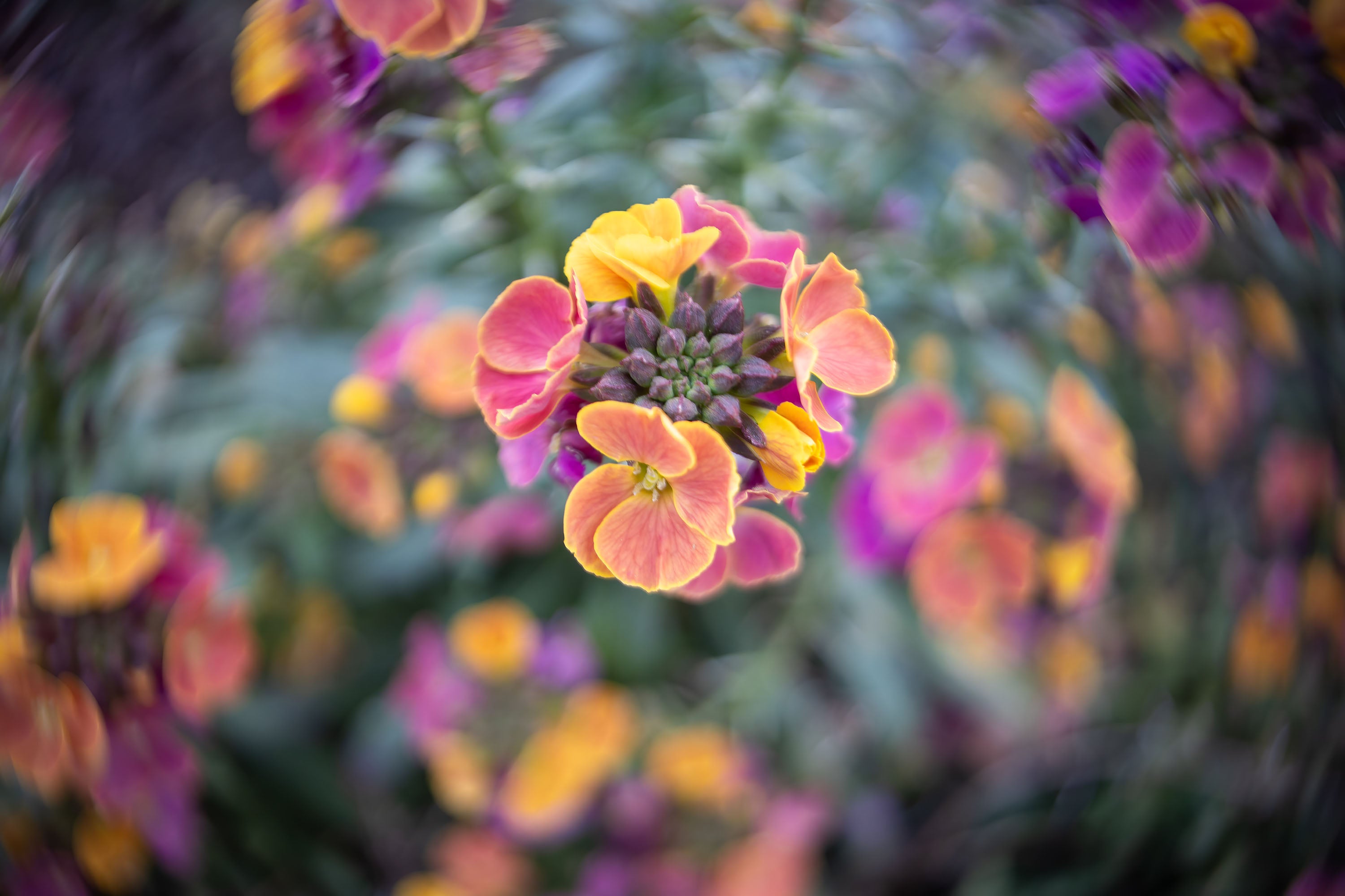 Twist 28 | Lensbaby